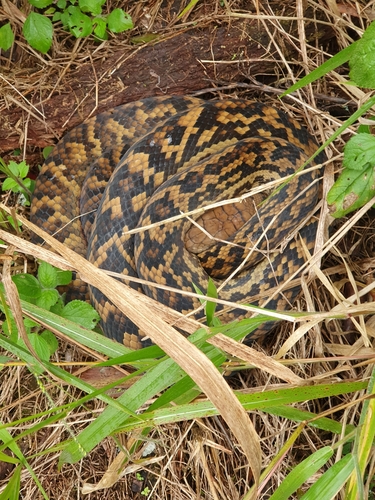 Australian Scrub Python sighting