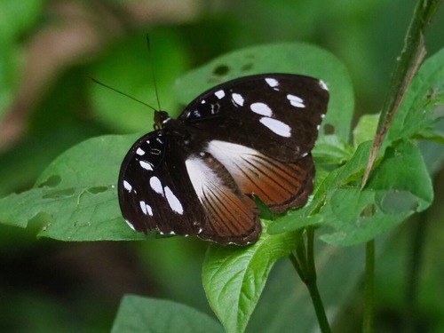 Forest Glade Nymph