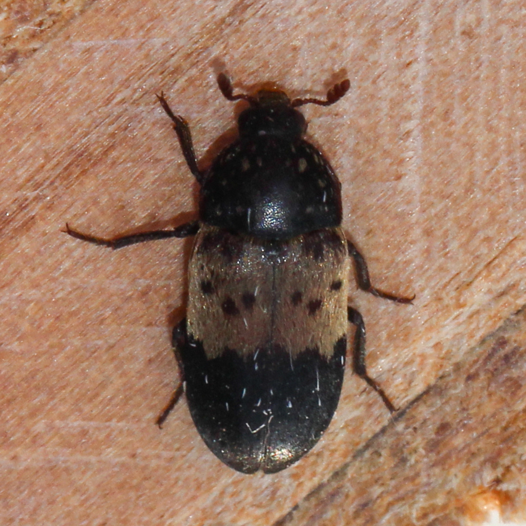 Larder Beetle from 160 Jackson Mill Rd, Weston, WV 26452, USA on April ...