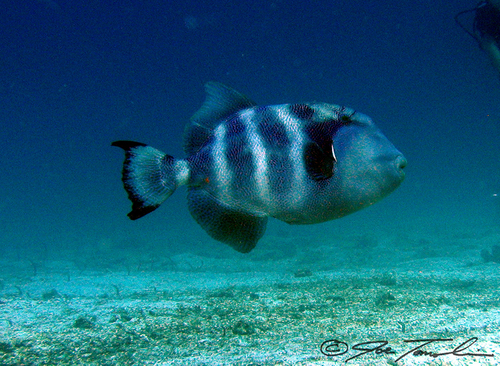 Stone Triggerfish