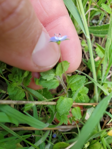 iNaturalist observation photo of bird's-eye speedwell