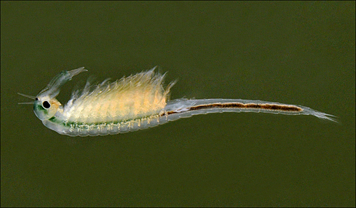 Circumpolar Fairy Shrimp (Branchinecta paludosa) · iNaturalist