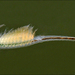 Circumpolar Fairy Shrimp - Photo (c) Ian Gardiner, all rights reserved, uploaded by Ian Gardiner