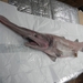 Goblin Shark - Photo (c) alcw_bdrs, all rights reserved