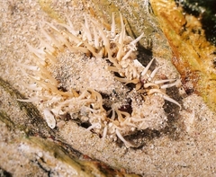 Oulactis muscosa image