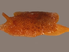 Pleurobranchus peronii image