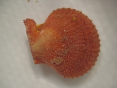 Mimachlamys asperrima image