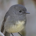 New Zealand Robin - Photo (c) Steve Attwood, all rights reserved