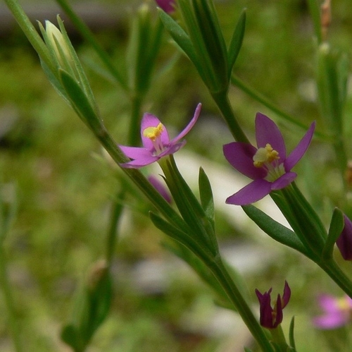 Schenkia australis (R.Br.) G.Mans.