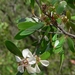 Leptospermum subglabratum - Photo (c) jackiemiles, all rights reserved, uploaded by jackiemiles