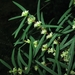 Pimelea axiflora - Photo (c) jackiemiles, todos los derechos reservados, subido por jackiemiles