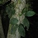 Ehretia acuminata acuminata - Photo (c) jackiemiles, all rights reserved, uploaded by jackiemiles