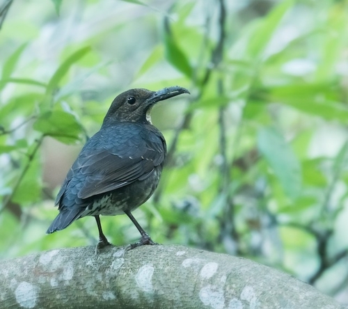 Long-billed Thrush