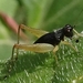 Trigonidomorpha sjostedti - Photo (c) jackiemiles, all rights reserved, uploaded by jackiemiles