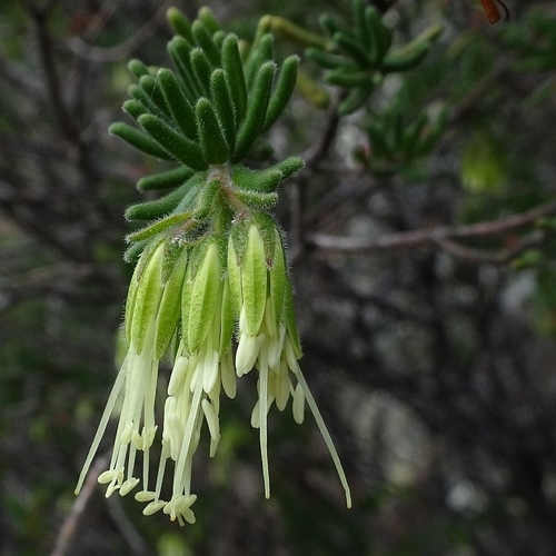 Leionema carruthersii