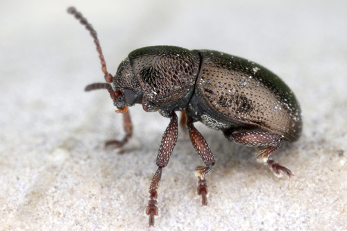 Pachnephorus villosus · iNaturalist