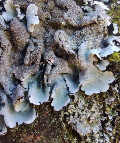 Stangrioji parmelina nuotrauka