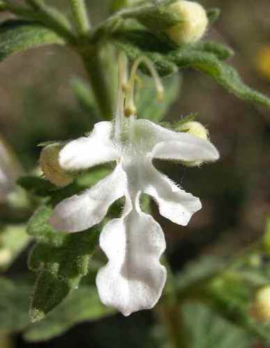 Teucrium corymbosum R.Br.