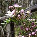 Boronia imlayensis - Photo (c) jackiemiles, todos os direitos reservados, uploaded by jackiemiles