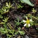 Ranunculus amphitrichus - Photo (c) jackiemiles, כל הזכויות שמורות, הועלה על ידי jackiemiles