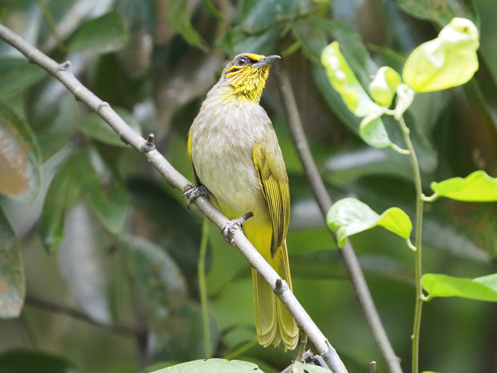 Stripe-Throated Bulbul