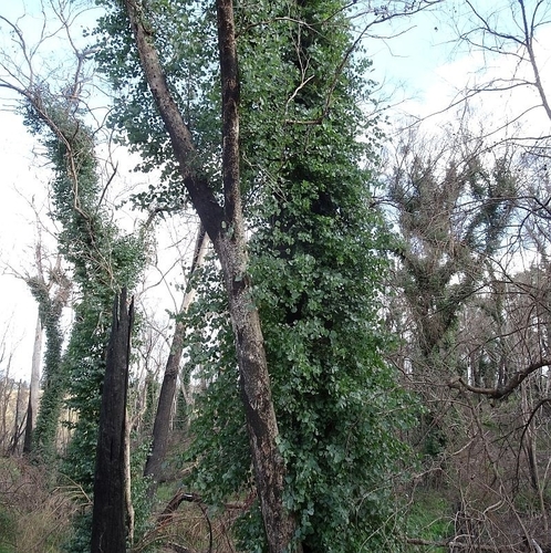 Eucalyptus baueriana Schauer 3
