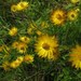 Xerochrysum palustre - Photo (c) jackiemiles, todos los derechos reservados, subido por jackiemiles