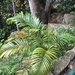Areca Palm - Photo (c) 林浩華S6A12, all rights reserved, uploaded by 林浩華S6A12