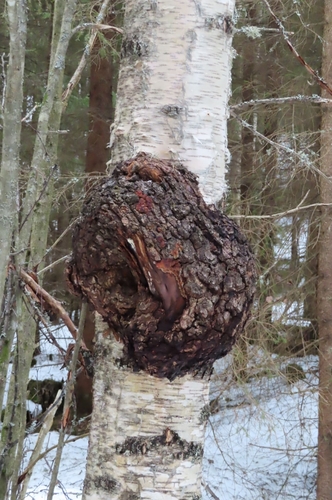 Agrobacterium radiobacter nuotrauka