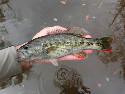 Chattahoochee Bass