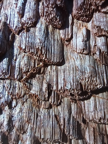 Phellinidium ferrugineofuscum