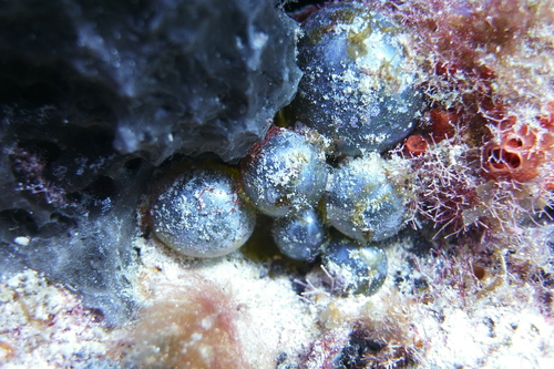 sailor's eyeball alga