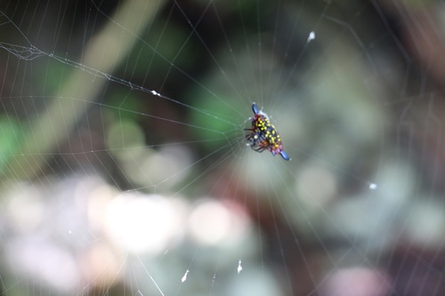 Gasteracantha audouini