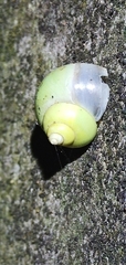 Leptopoma perlucidum image