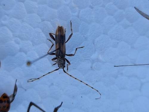 Apyrauna maculicornis