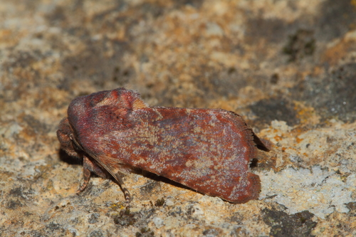 Metopoceras felicina (Donzel, 1844)