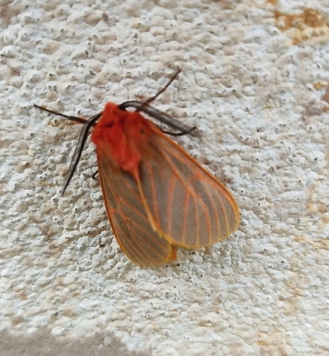 Laterite Matron