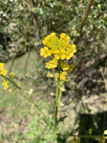 iNaturalist observation photo of land cress