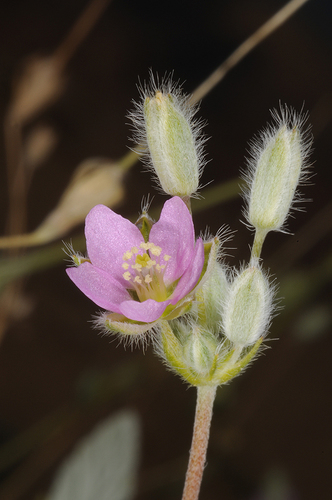 Monsonia nivea