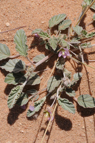 Monsonia nivea