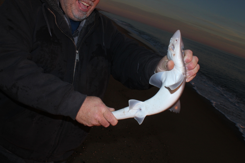 Dusky Smooth-hound in November 2017 by ruggedbynature · iNaturalist