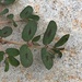 Anisophyllum - Photo (c) shriya nagulavancha, כל הזכויות שמורות, הועלה על ידי shriya nagulavancha