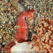Observation photo