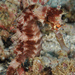 Observation photo