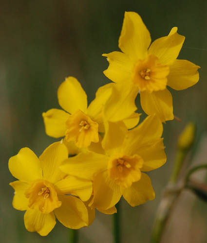 Narcissus cerrolazae · iNaturalist