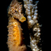 Observation photo