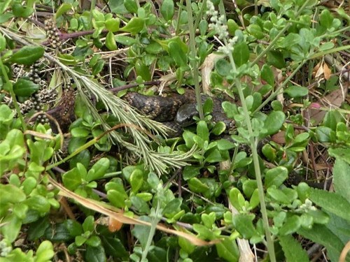 Tiger Snake sighting