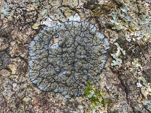 Blue Felt Lichen