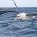 New Zealand White-capped Albatross - Photo (c) Steve Attwood, all rights reserved