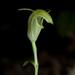 Pterostylis trullifolia - Photo (c) Angela  Simpson, kaikki oikeudet pidätetään, lähettänyt Angela  Simpson